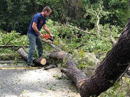 Best Utility Line Clearance  in Franklin Park, NJ