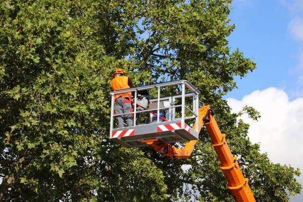 Franklin Park, NJ Tree Services Company