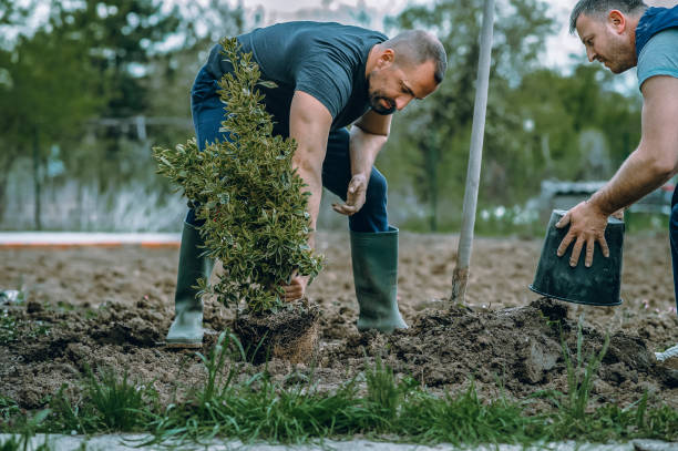 Best Lawn Maintenance Plans  in Franklin Park, NJ