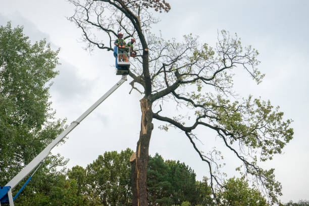 How Our Tree Care Process Works  in  Franklin Park, NJ