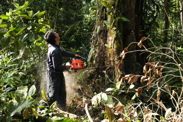 Trusted Franklin Park, NJ Tree Services Experts