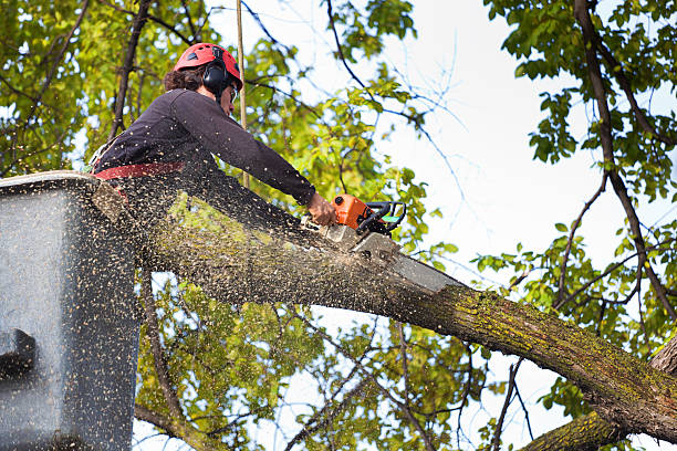 Best Tree Trimming and Pruning  in Franklin Park, NJ